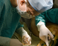 surgeon making phlebectomy at leg in operation room