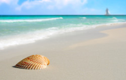 Pretty seashell on beach with sailboat and clouds in distance