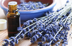 Lavender Herb And Essential Oil